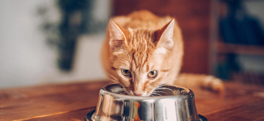 Food for Cats with Allergies