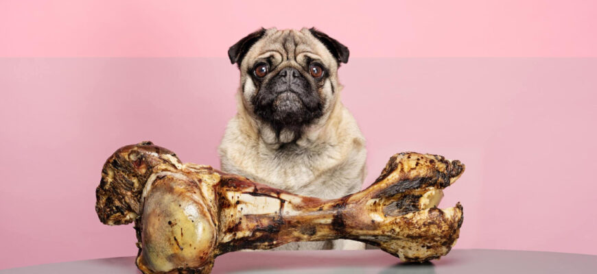 To select the right bones for your dog