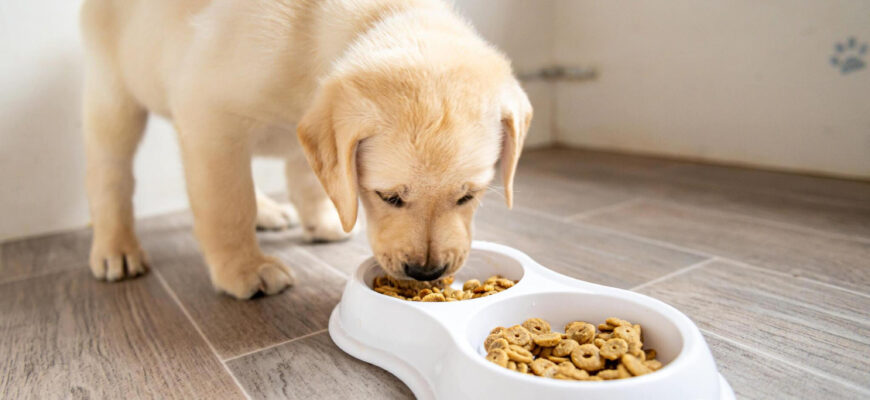 Freeze-dried raw Dog Food offers superior nutrient retention