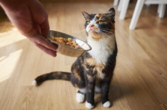 Ohoto By Why Your Cat Is Not Eating Reasons