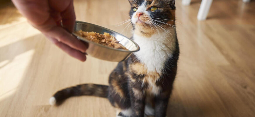 Ohoto By Why Your Cat Is Not Eating Reasons