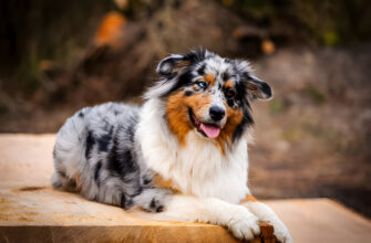 Australian Shepherds: A Complete Owner's Guide