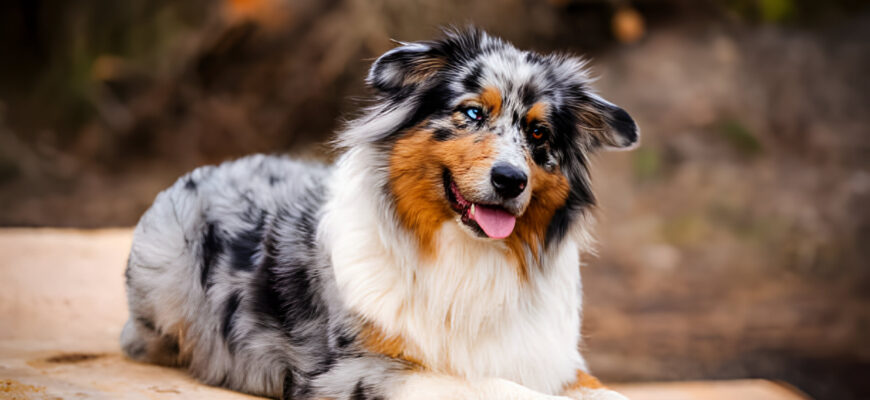 Australian Shepherds: A Complete Owner's Guide