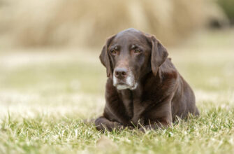 Dog Food for senior dogs food