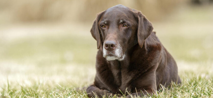 Dog Food for senior dogs food