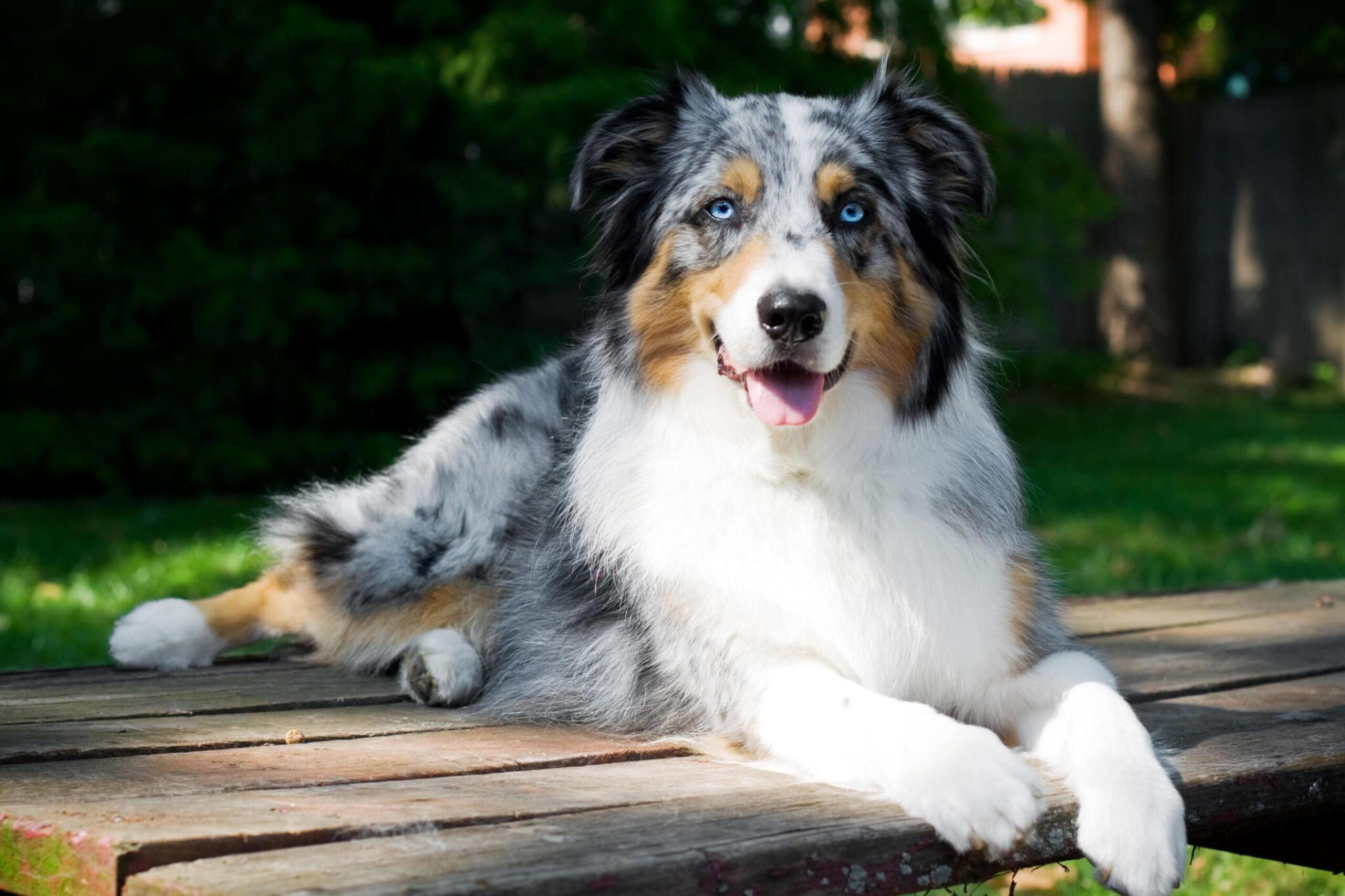 Australian Shepherds