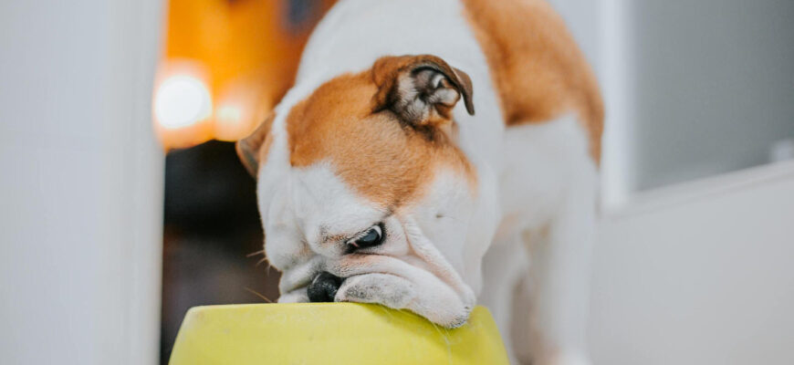 Royal Canin Bulldog Adult Dog Food is a breed-specific diet formulated to help medium breeds thrive.