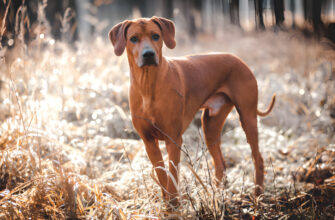 "rhodesian ridgeback - Photo by Federica Cattaneo Ponzoni at getty images"