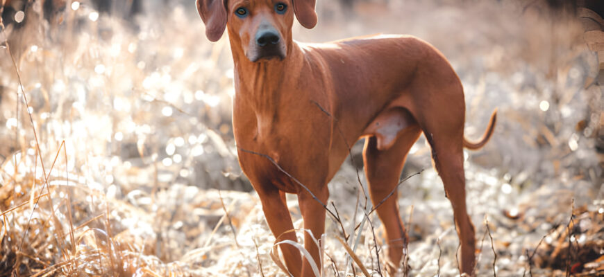 "rhodesian ridgeback - Photo by Federica Cattaneo Ponzoni at getty images"