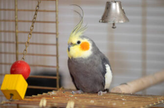 cockatiels photo by fmh at getty images