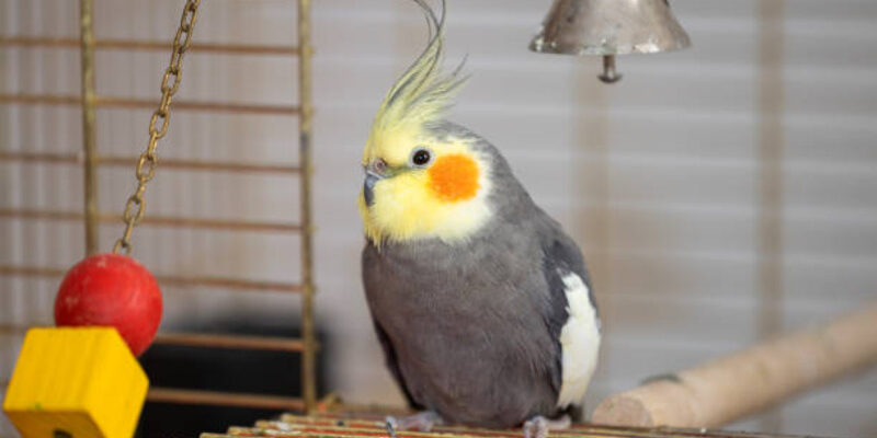 cockatiels photo by fmh at getty images