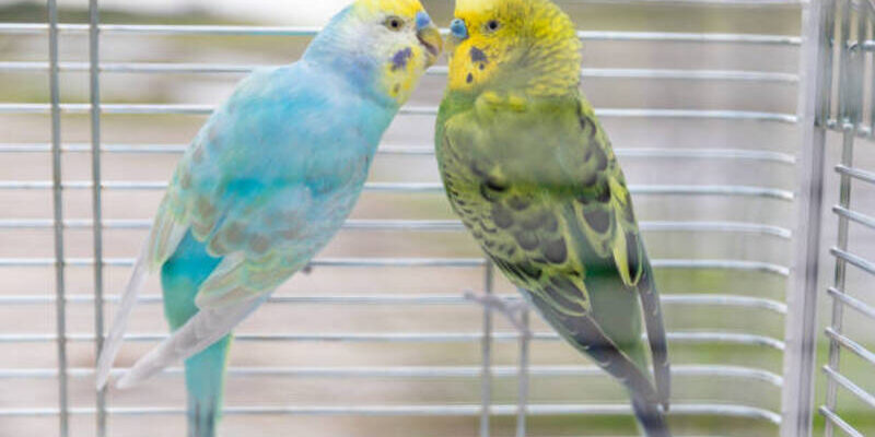 Budgie photo by KUMIKOmini at getty images