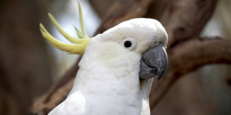 Cockatoo photo by Andrew Holt at getty images