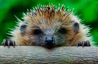 The hedgehog causes harm by destroying bird nests.