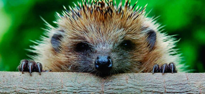 The hedgehog causes harm by destroying bird nests.