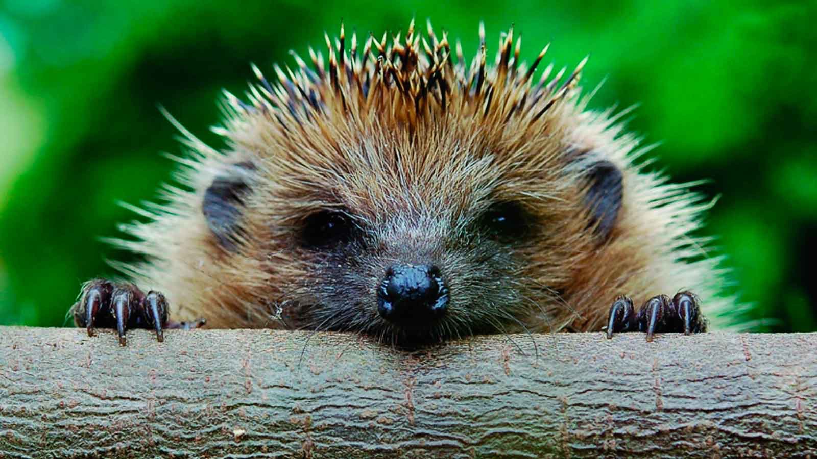 The hedgehog is an animal that we have known about since early childhood.