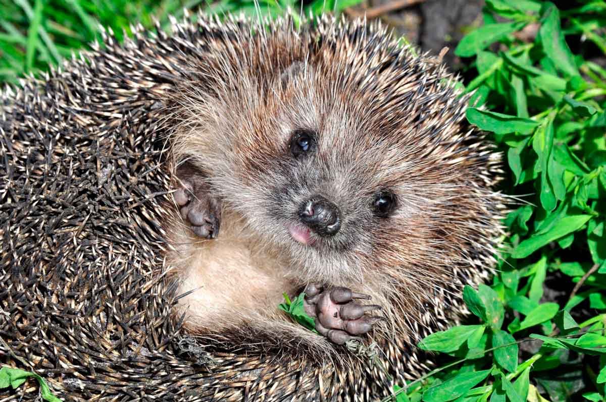 Everyone knows about the ability of  Hedgehog porcupine to curl up into a prickly ball when in danger.