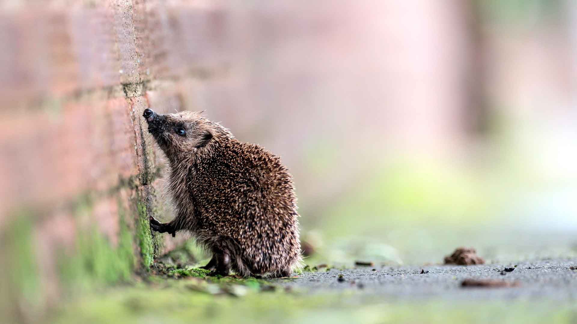 We are used to thinking of hedgehogs as harmless creatures.