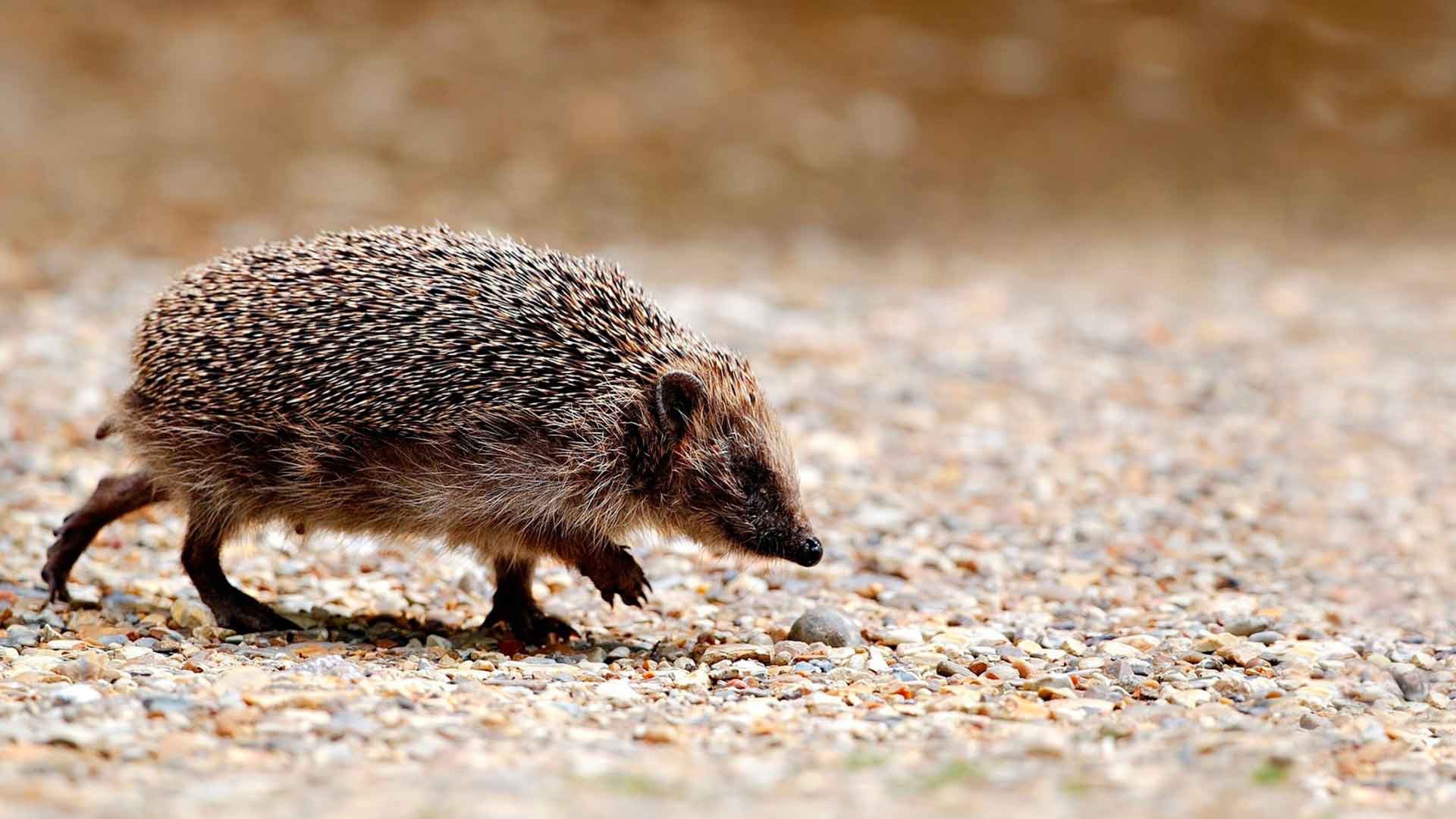 Many people believe that a hedgehog habitat not have a tail.