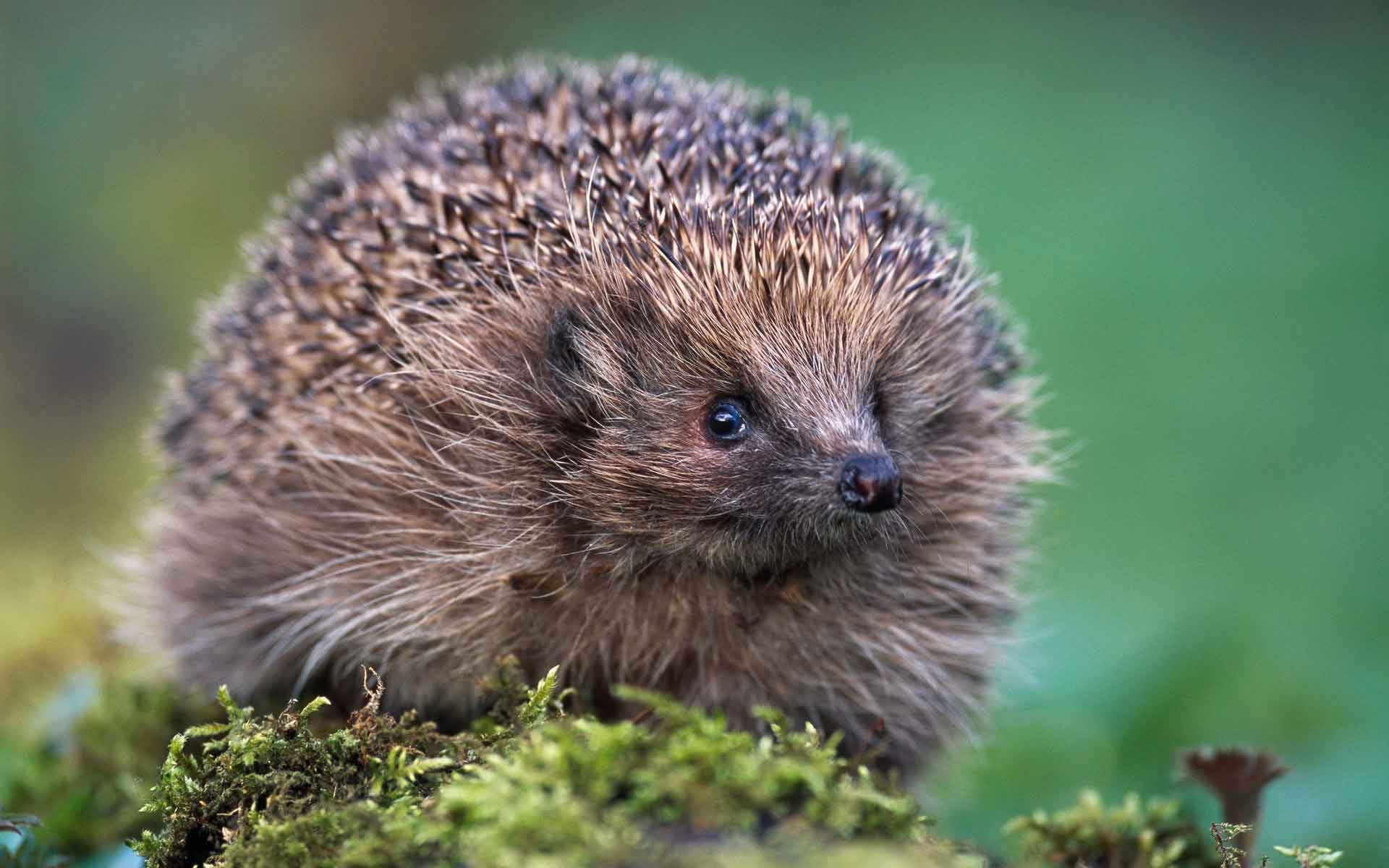 Despite their small size, hedgehogs in the wild are quite nimble animals.