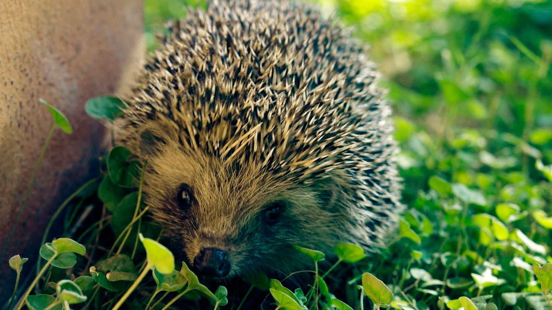 The hedgehog is an insectivorous animal.