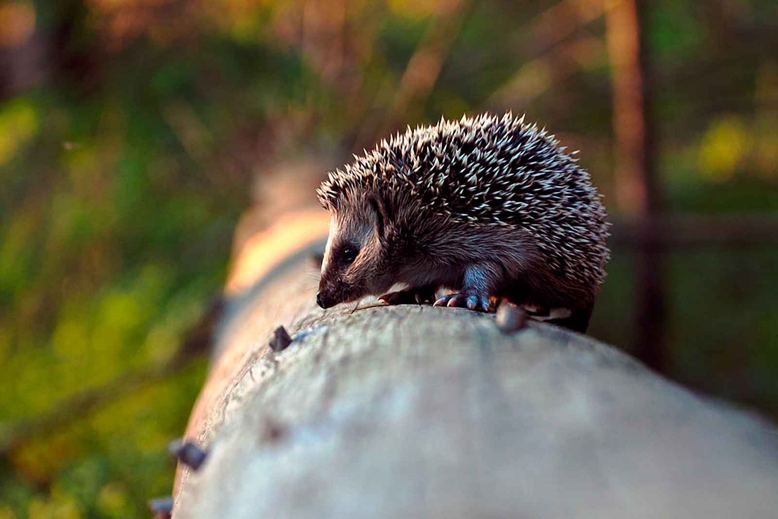 Hedgehogs are useful in killing various harmful insects.