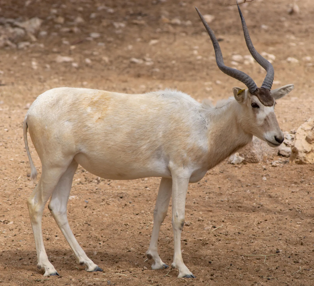 Addax