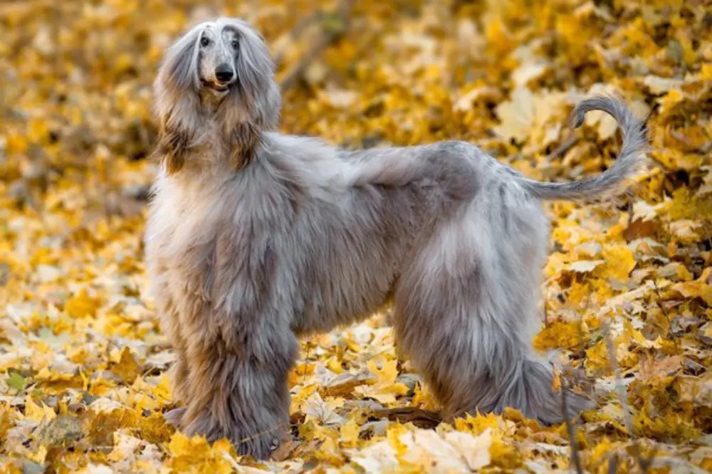 dog called an Afghan Hound