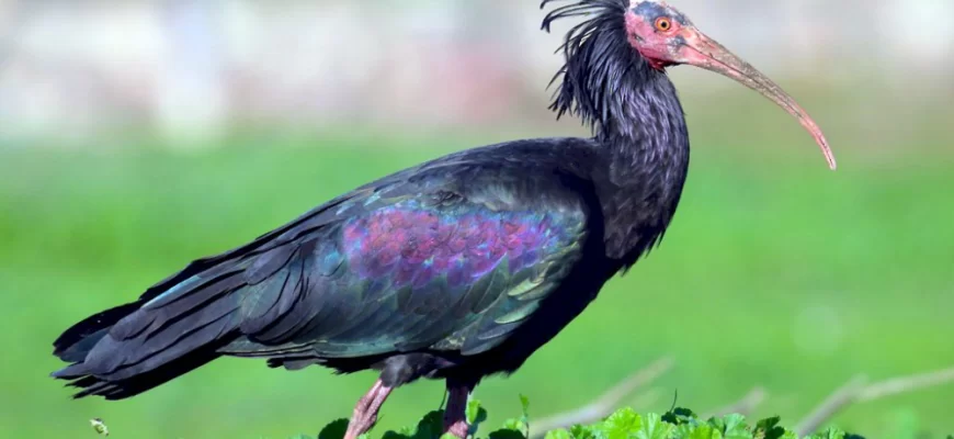 Amazing Northern Bald Ibis