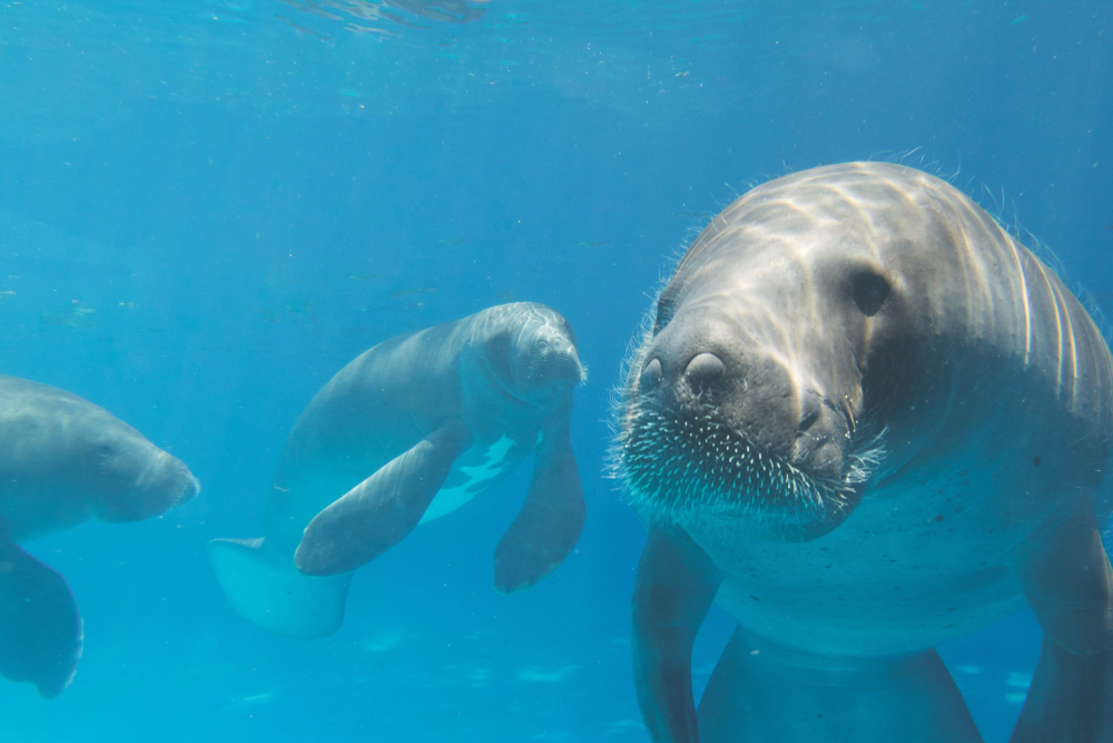 Amazonian Manatee