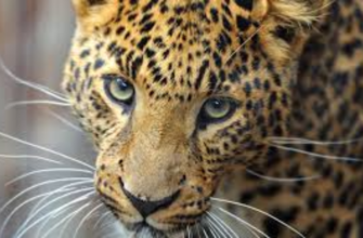 The Amur leopard is important ecologically, economically and culturally.