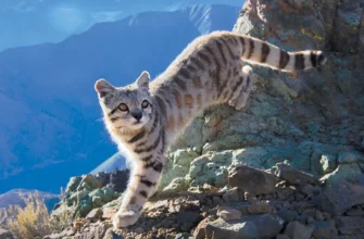 Andean Mountain Cat