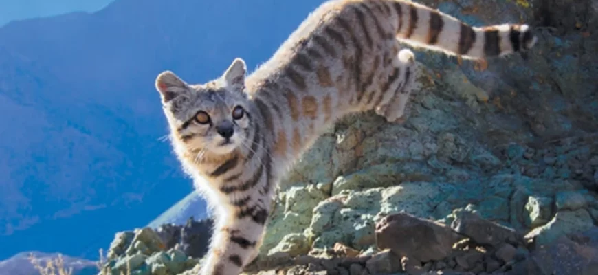 Andean Mountain Cat