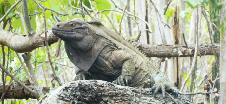 Anegada Ground Iguana