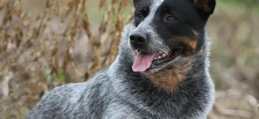 Australian Cattle Dogs