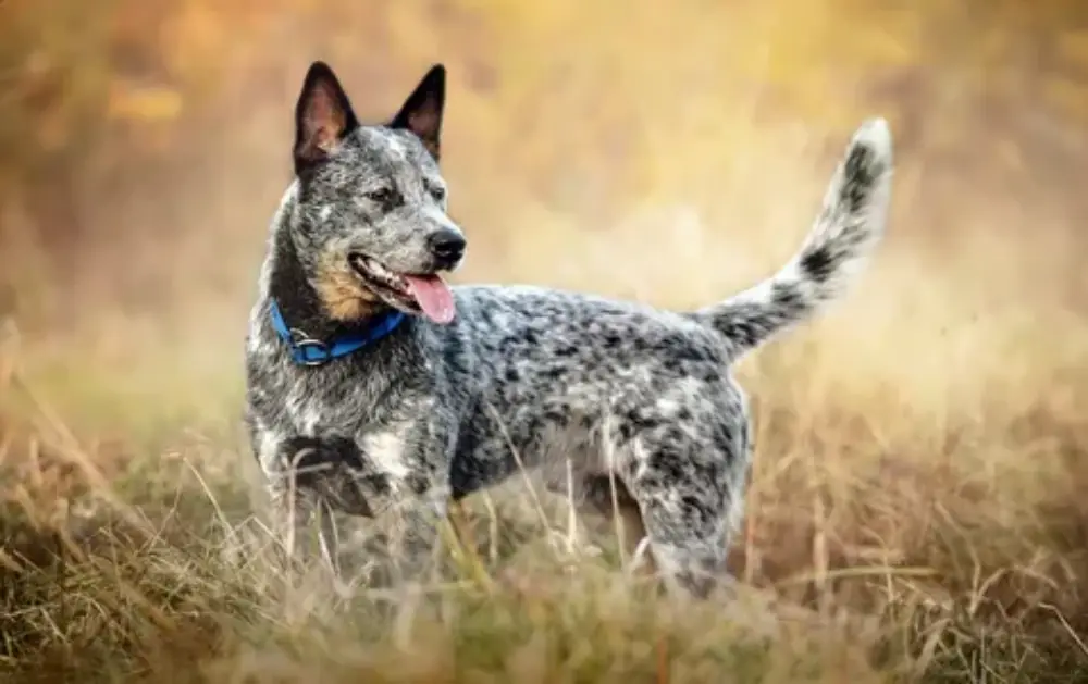 Australian Cattle Dogs live