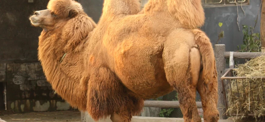 Bactrian Camel