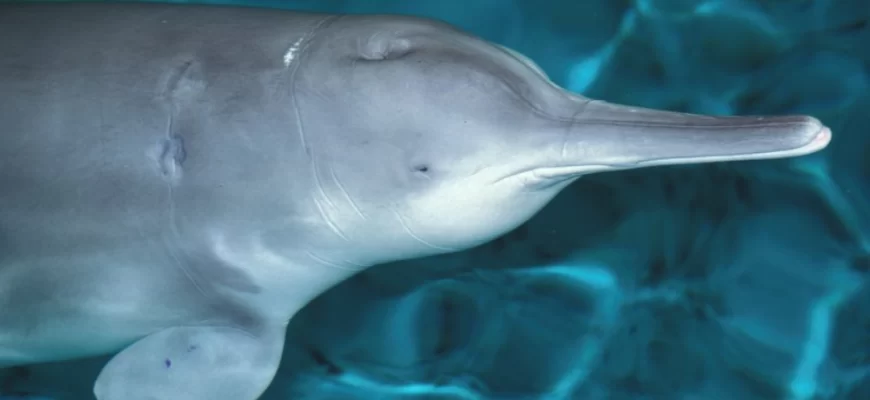 Baiji Dolphin