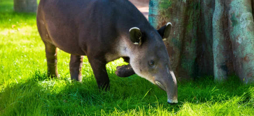 Baird's Tapir