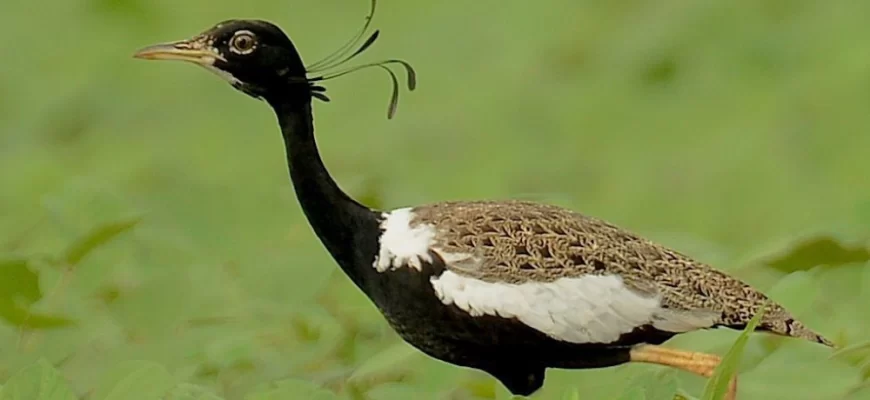 Bengal Florican