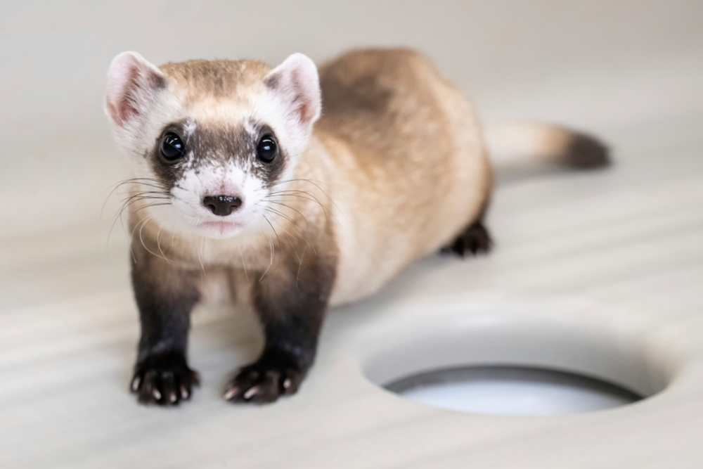 Black-Footed Ferret 