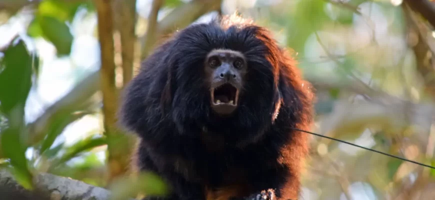 Black-faced Lion Tamarin