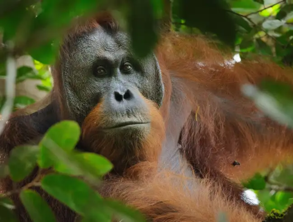 Bornean Orangutan