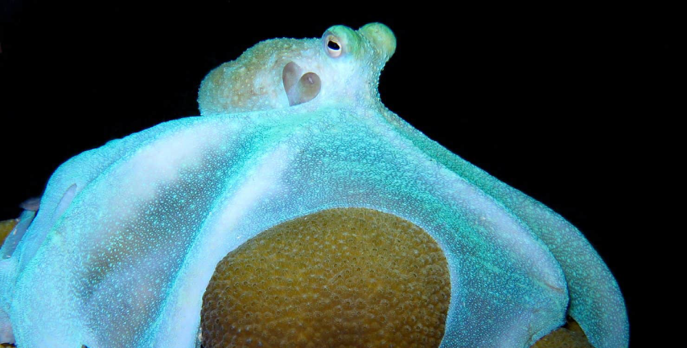 Caribbean Reef Octopus