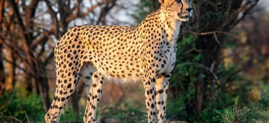 Cheetah