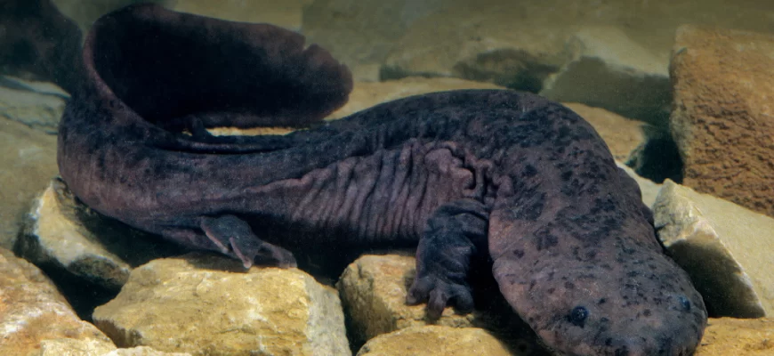 Chinese Giant Salamander