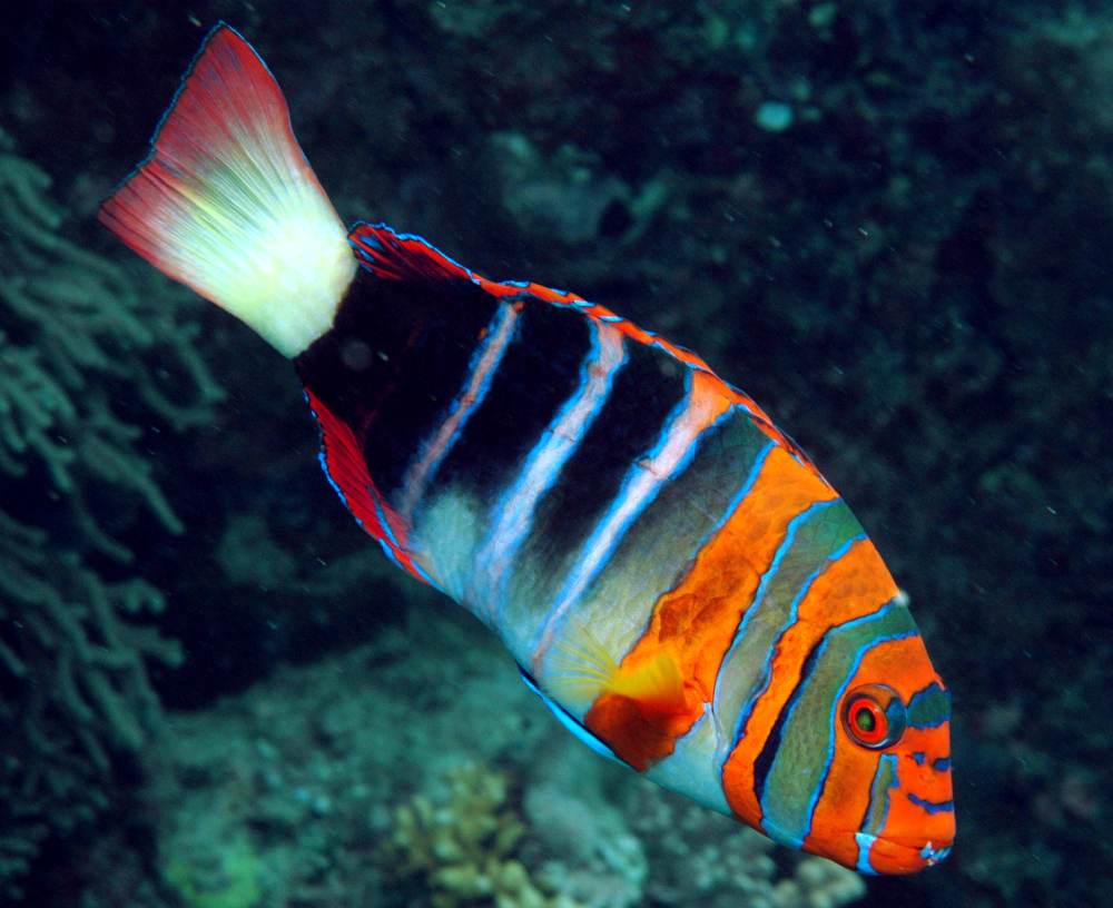 Harlequin Tuskfish