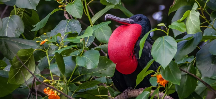 Christmas Island Frigatebird