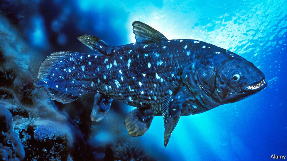 Coelacanth