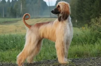 The Afghan Hound